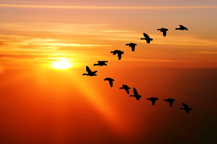 Birds flying into the sun